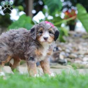 Margarita, Mini Bernedoodle Puppy